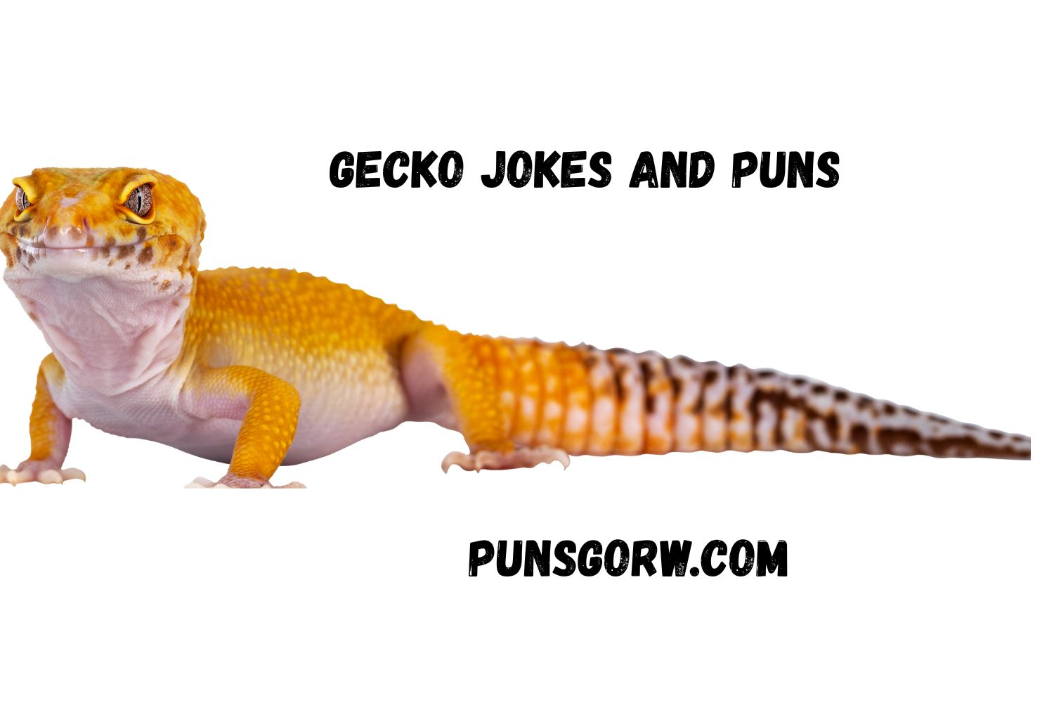 GECKO JOKES AND PUNS