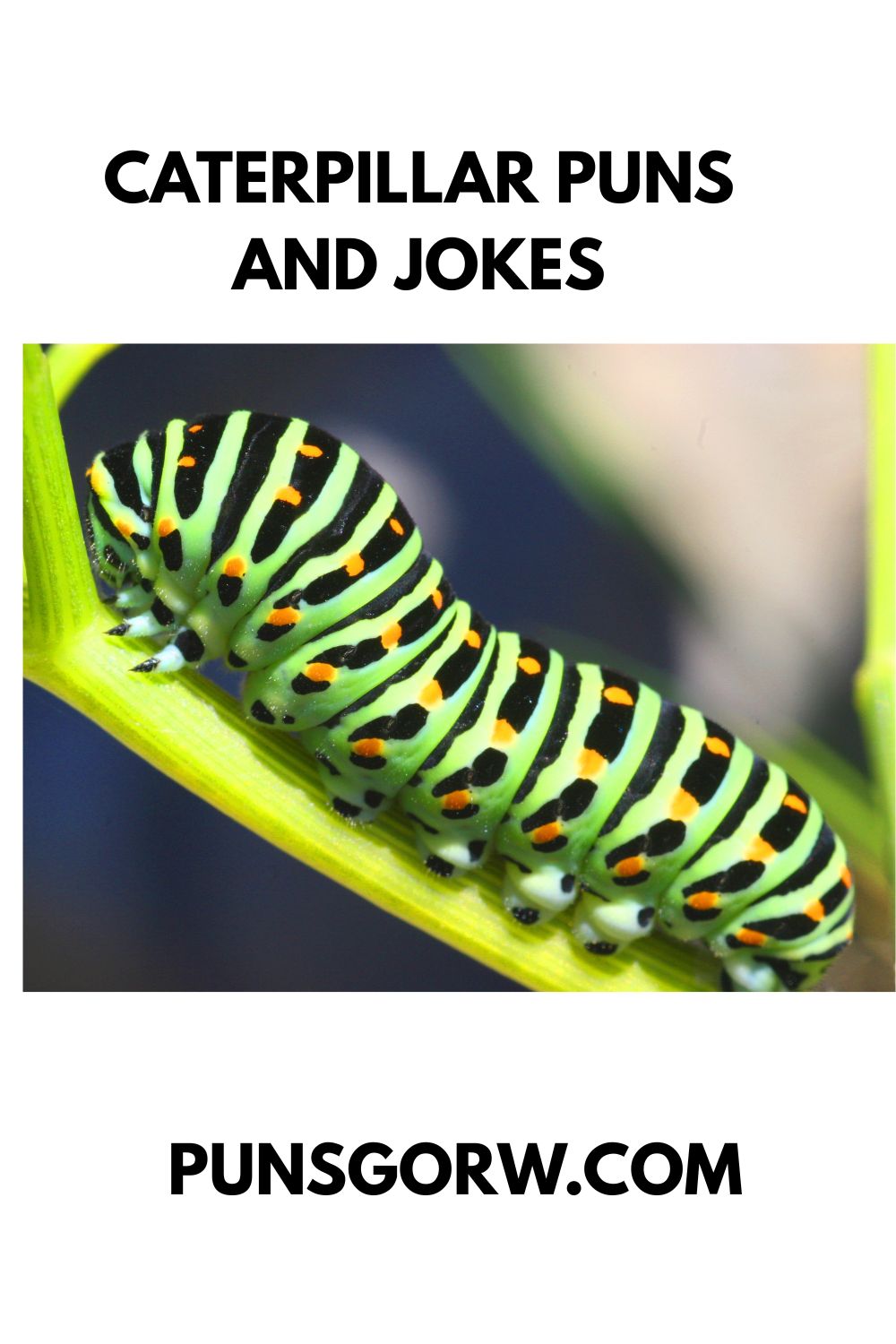 CATTERPILLAR PUNS AND JOKES